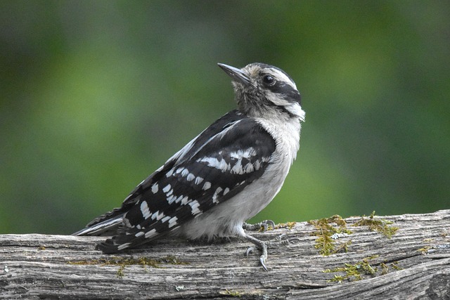 woodpecker