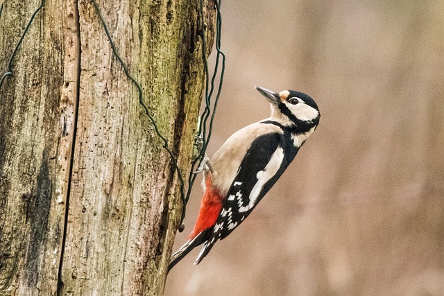 woodpecker