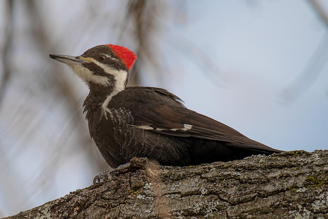 woodpecker