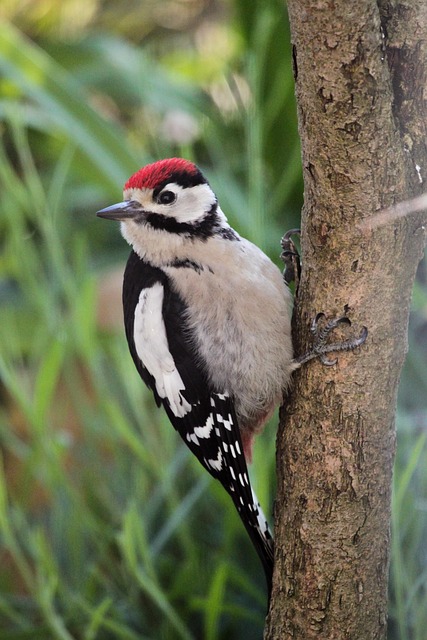woodpecker