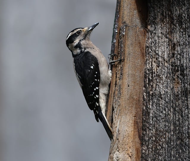 woodpecker