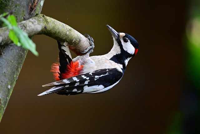 woodpecker removal