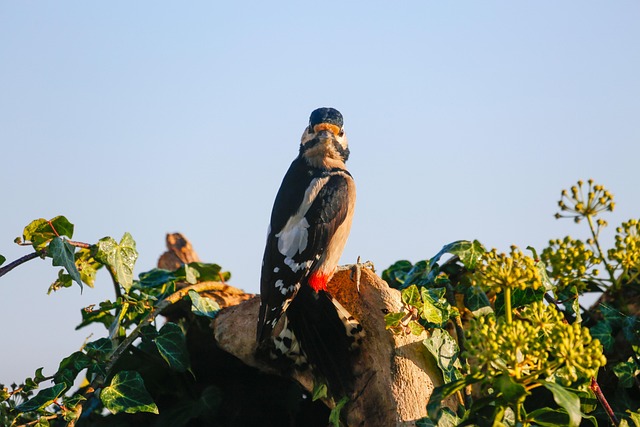 woodpecker-removal-640x480-22464941.jpeg