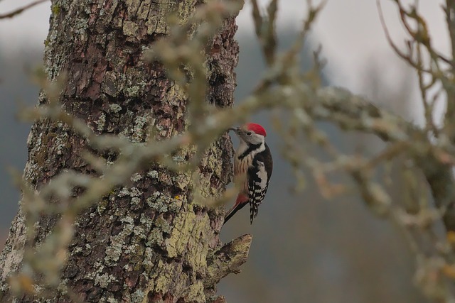 woodpecker removal