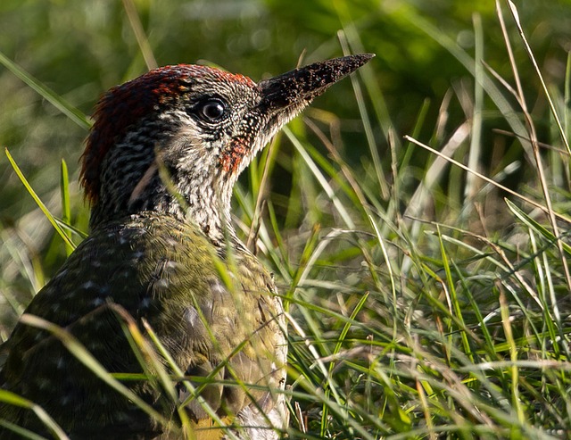 woodpecker-removal-640x480-61262599.jpeg