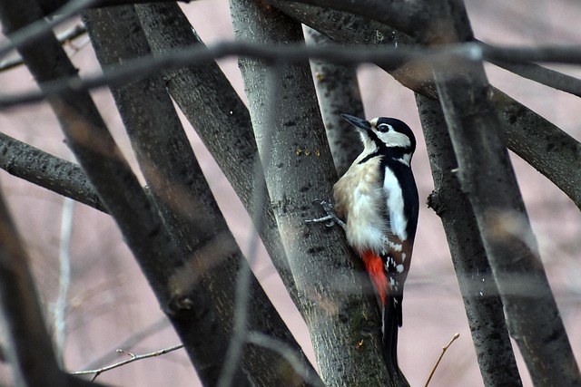 woodpecker removal