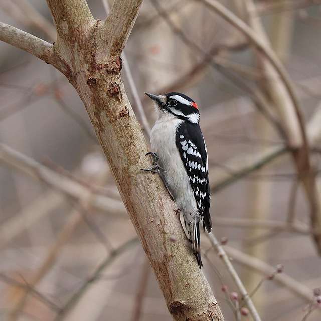 woodpecker removal