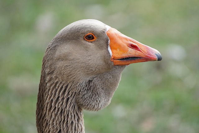 bird