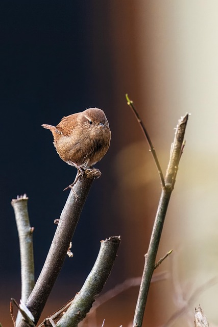 bird