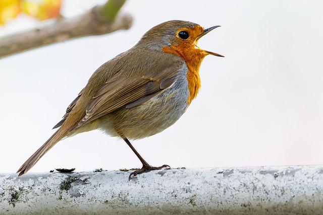 Expert Bird Removal USA: Safe & Humane Solutions