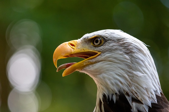 bird