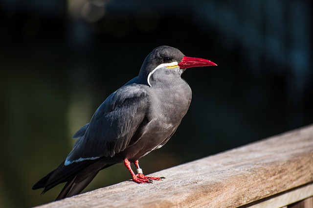 bird