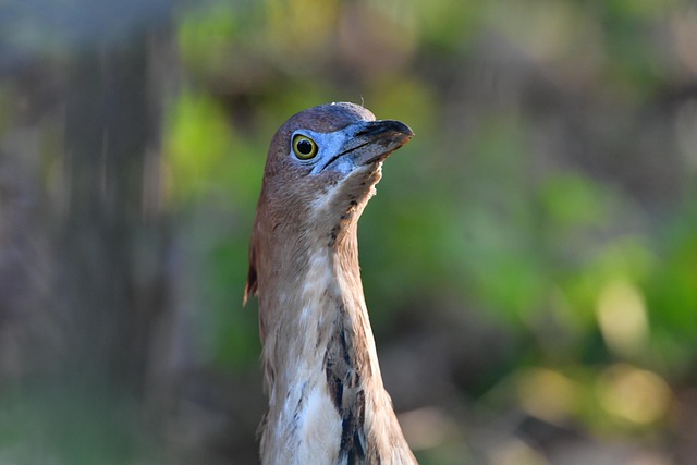 bird control