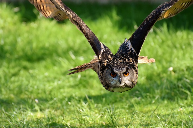 bird control