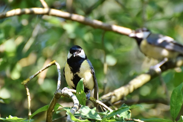 bird-removal-640x480-32318177.jpeg