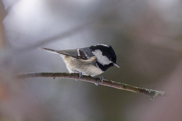 bird removal