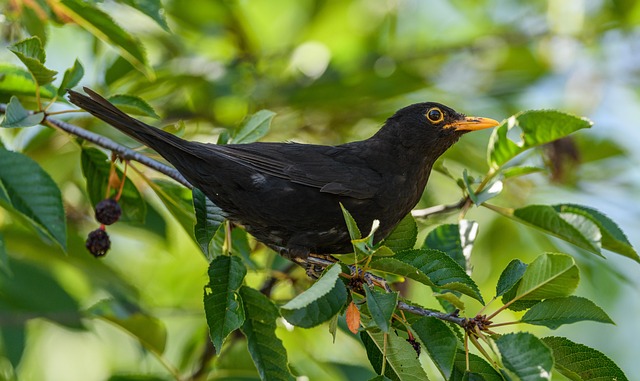 blackbird