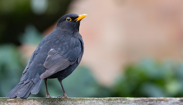 blackbird