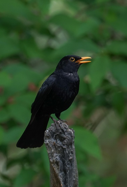 Affordable Bird Removal Services USA: Cost-Effective Solutions