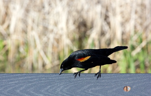 blackbird