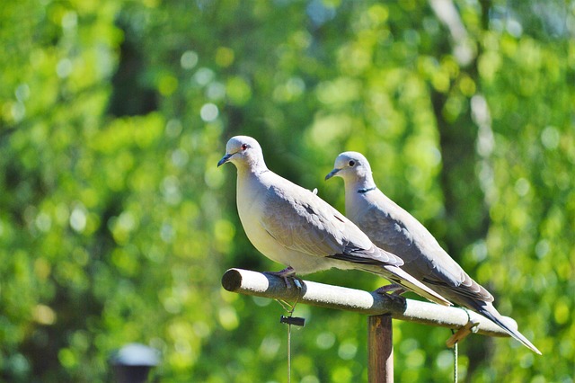 pigeon-640x480-18580602.jpeg