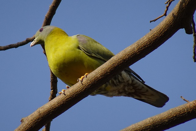 pigeon-640x480-33939883.jpeg