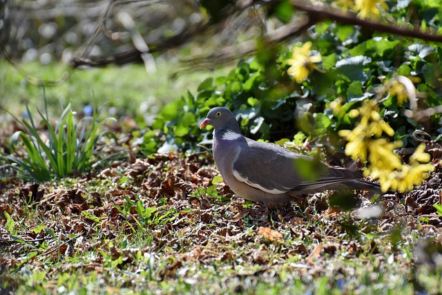 pigeon