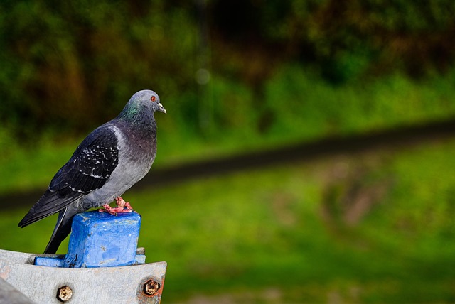 pigeon