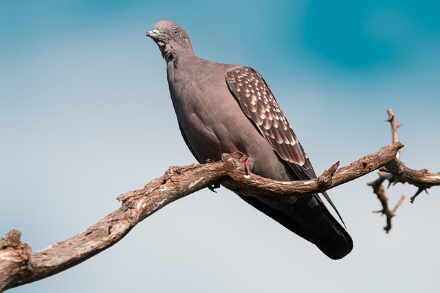 pigeon