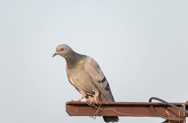 pigeon