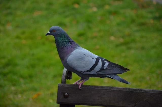 pigeon