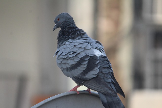 pigeon