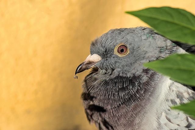 Blackbird Removal Service USA: Control Invasive Populations Safely