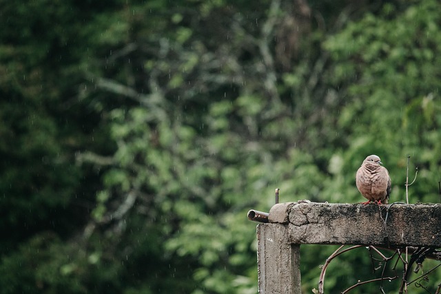 Mastering Bird Removal: Service, Prevention, and Control Strategies