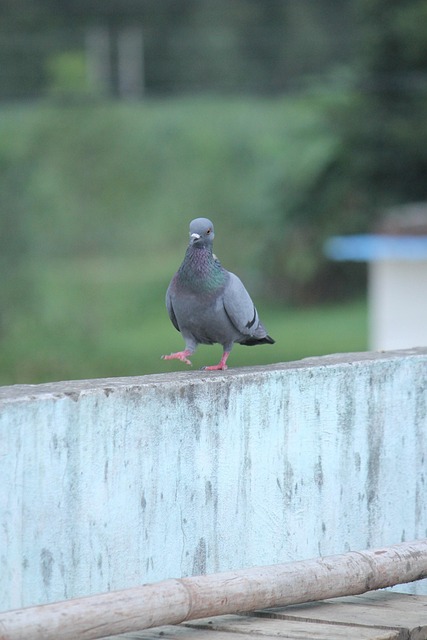 pigeon-control-640x480-60922275.jpeg