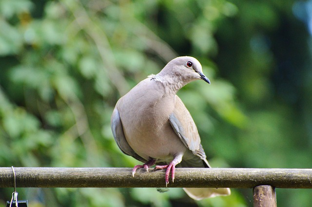 pigeon removal
