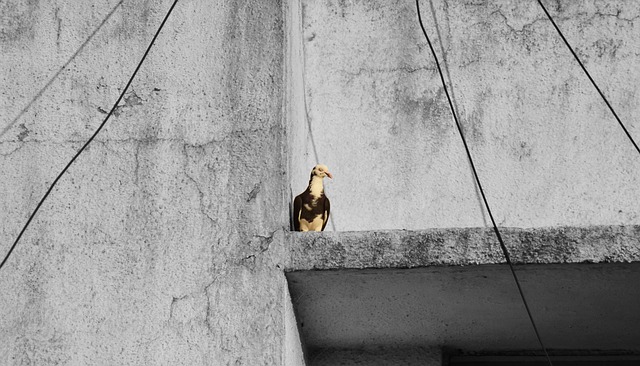 pigeon removal