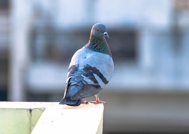 pigeon removal