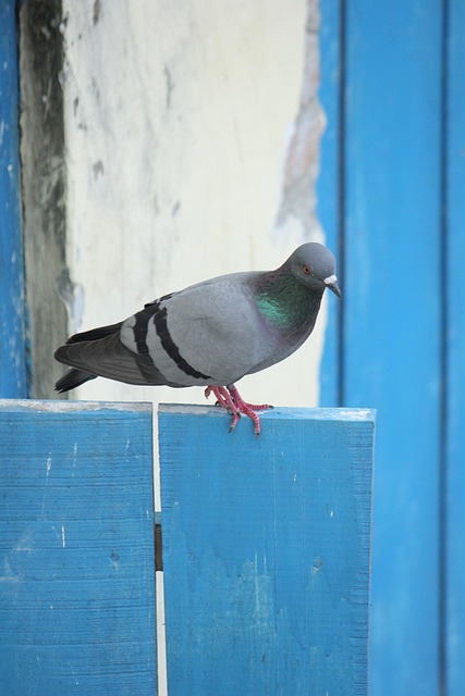 pigeon removal