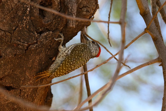 woodpecker