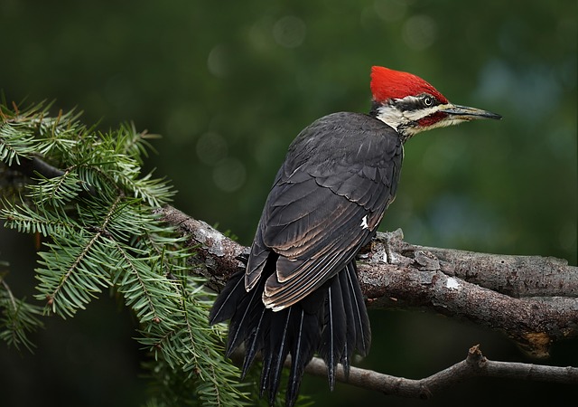 woodpecker-640x480-2290385.jpeg