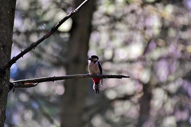 Bird Removal Service USA: Effective Deterrents and Professional Installations