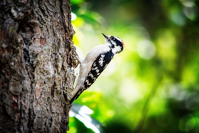 woodpecker-640x480-57783408.jpeg