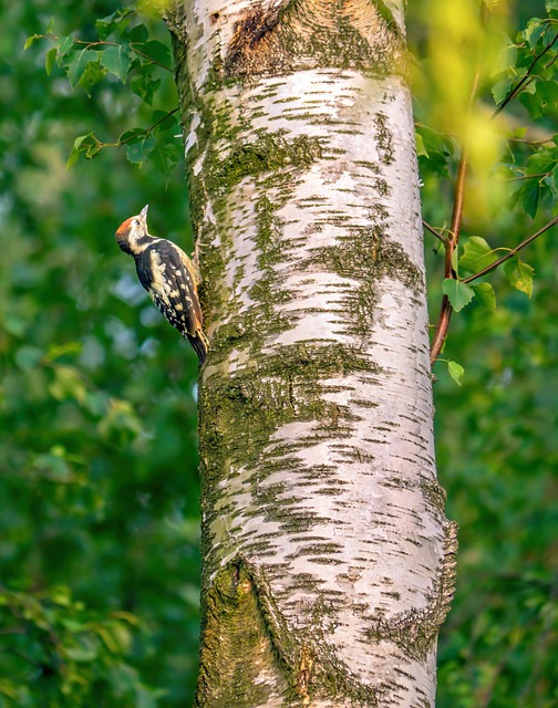 woodpecker removal