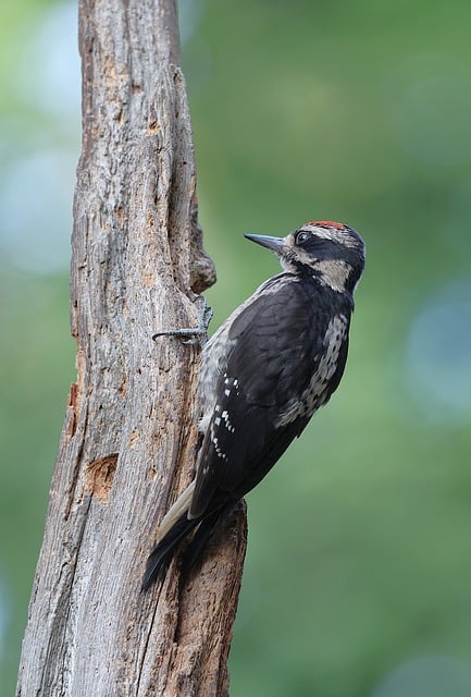 Professional Bird Removal: Safe Solutions for Nuisance Birds