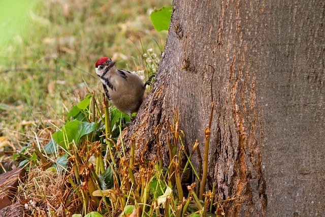 woodpecker-removal-640x480-21104178.jpeg