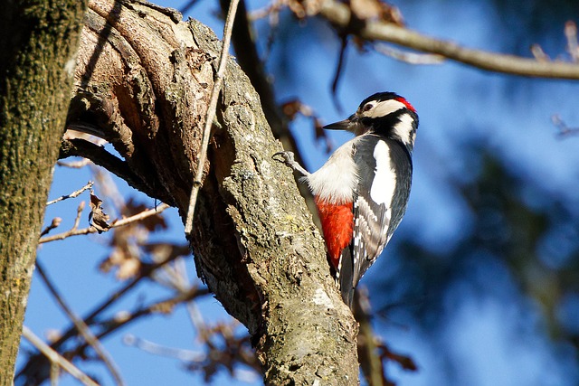 woodpecker removal