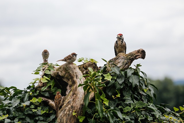 woodpecker removal