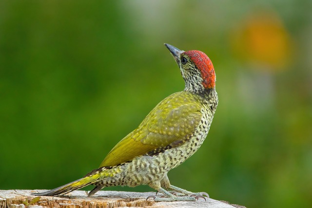 woodpecker removal