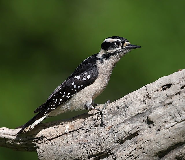 woodpecker-removal-640x480-72467874.jpeg